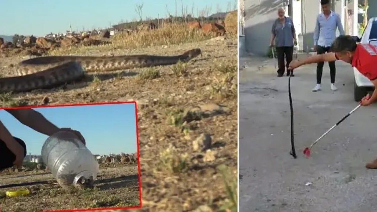 Foto - Son 1,5 ayda 184 vaka Sıcaklarla birlikte kenti yılanlar bastı