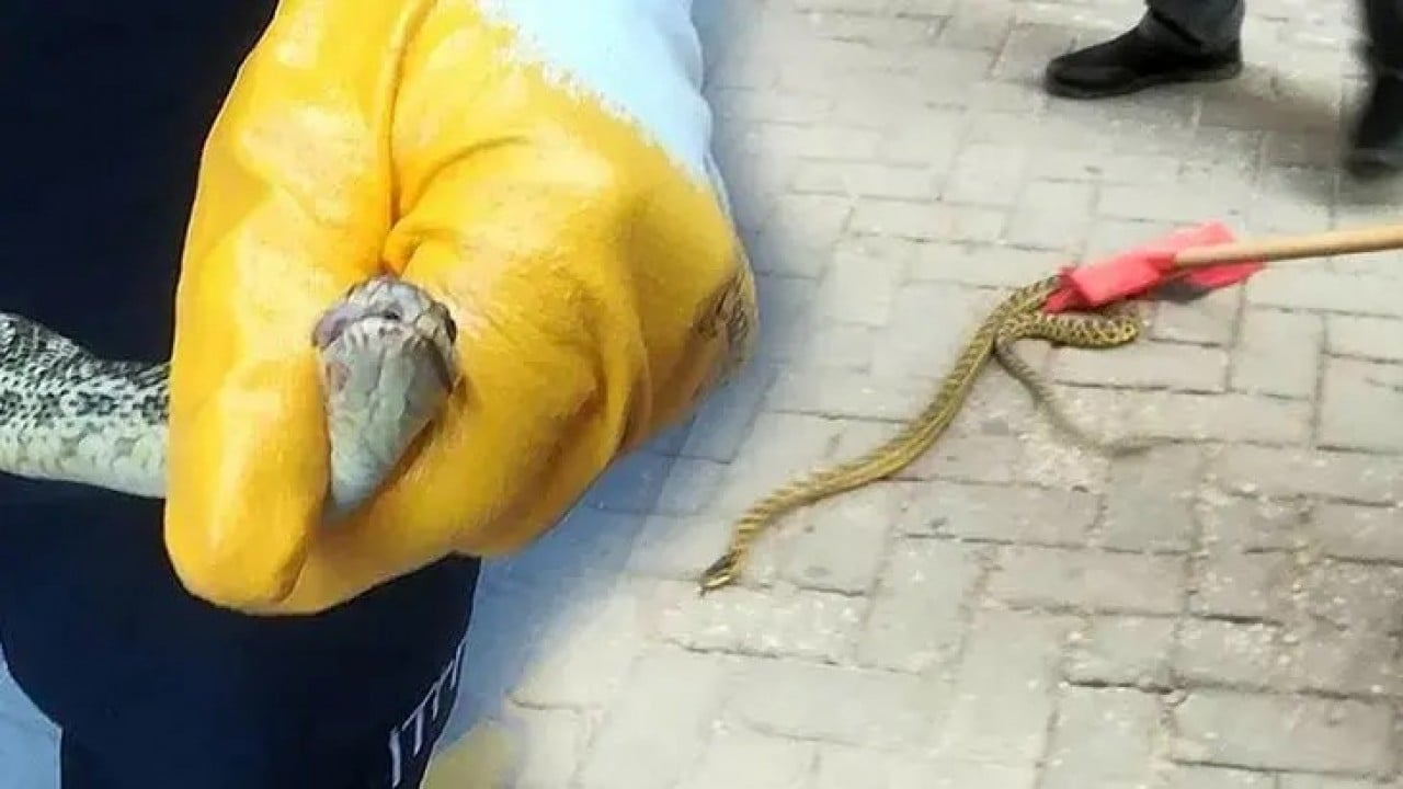 Foto - Son 1,5 ayda 184 vaka Sıcaklarla birlikte kenti yılanlar bastı