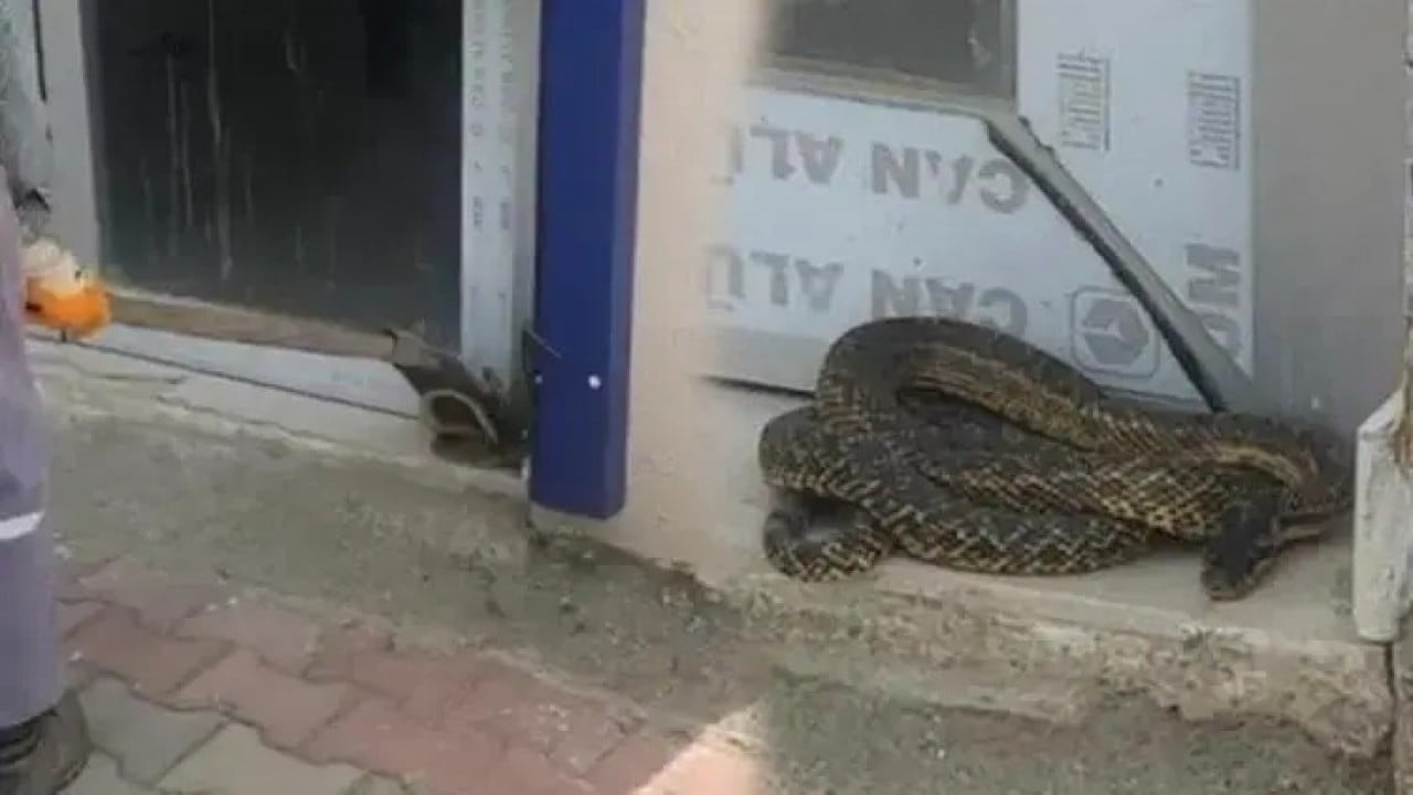 Foto - Son 1,5 ayda 184 vaka Sıcaklarla birlikte kenti yılanlar bastı