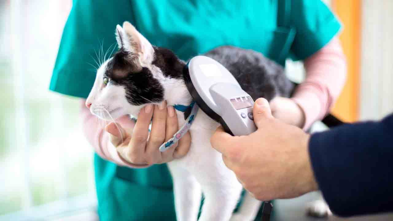 Foto - Son gün 31 Aralık: Mikroçip yaptırmayan hayvan sahiplerine ceza