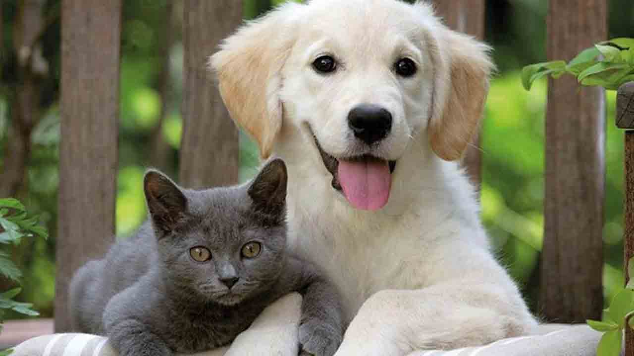 Foto - Son gün 31 Aralık: Mikroçip yaptırmayan hayvan sahiplerine ceza