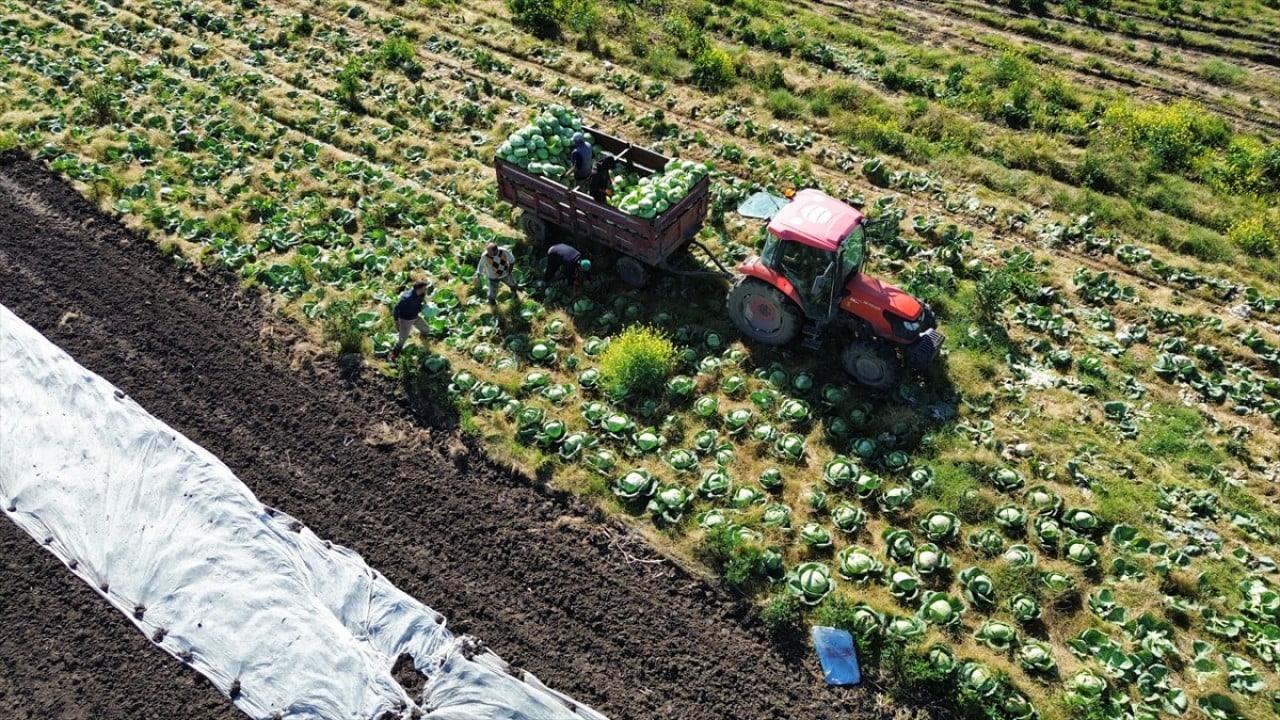 Foto - Son mahsuller toplanıyor Bafra Ovası’nda hasat sonu