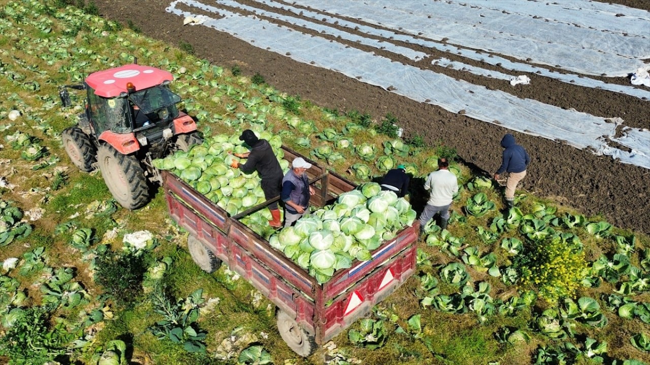 Foto - Son mahsuller toplanıyor Bafra Ovası’nda hasat sonu