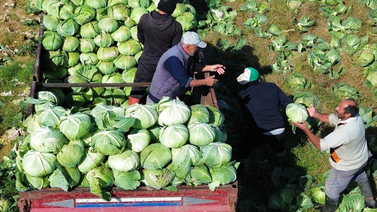 Foto - Son mahsuller toplanıyor Bafra Ovası’nda hasat sonu