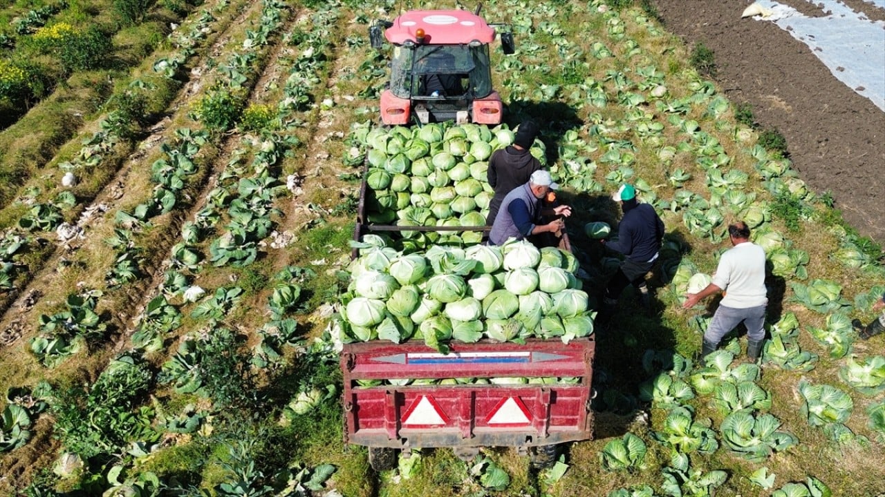 Foto - Son mahsuller toplanıyor Bafra Ovası’nda hasat sonu