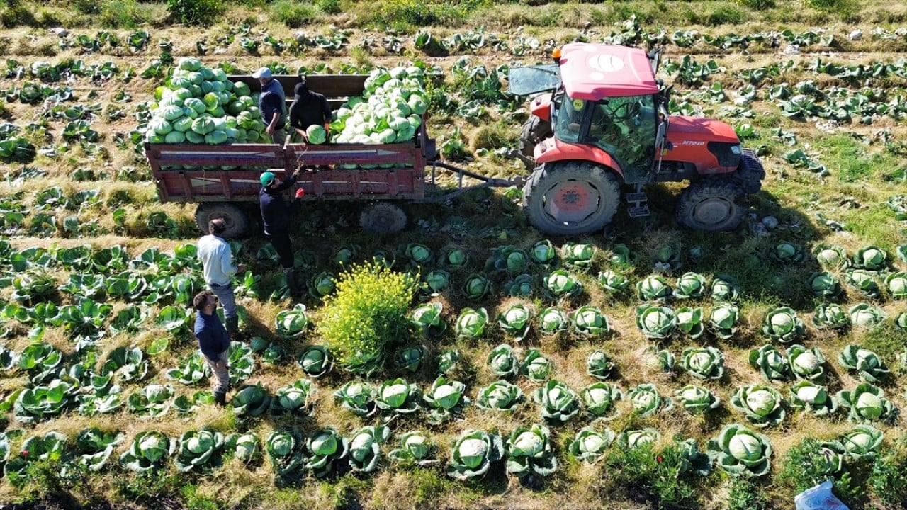 Foto - Son mahsuller toplanıyor Bafra Ovası’nda hasat sonu