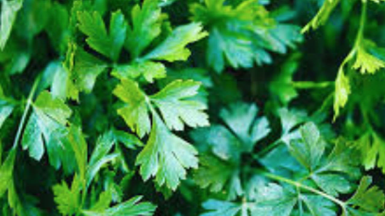 Foto - Son yıllarda büyük problem... Böbrek taşını düşüren sebze! C vitamini yüklü...