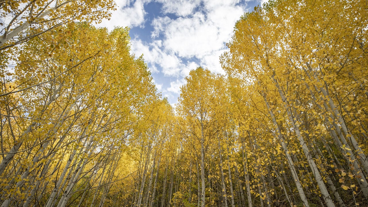 Sonbahar masalı! Munzur Vadisi’nde renklerin şöleni