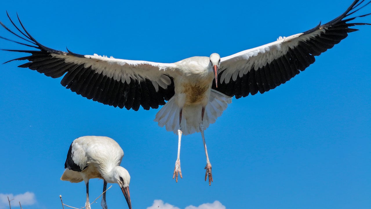 Foto - Sonbaharda yola çıkacaklar! Leylek yavruları Afrika göçü öncesi böyle prova yapıyor