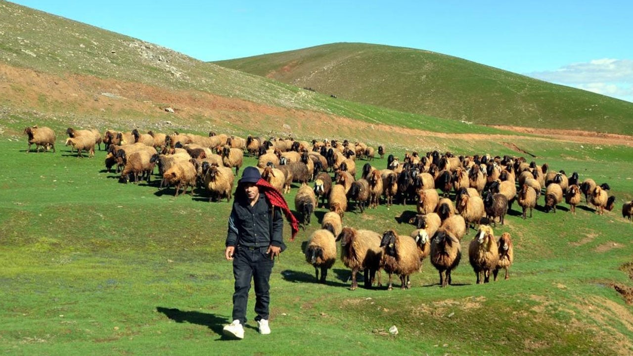 Foto - Sosyal medya ikiye bölündü! Genç çobanın kazancını duyan şaştı! 