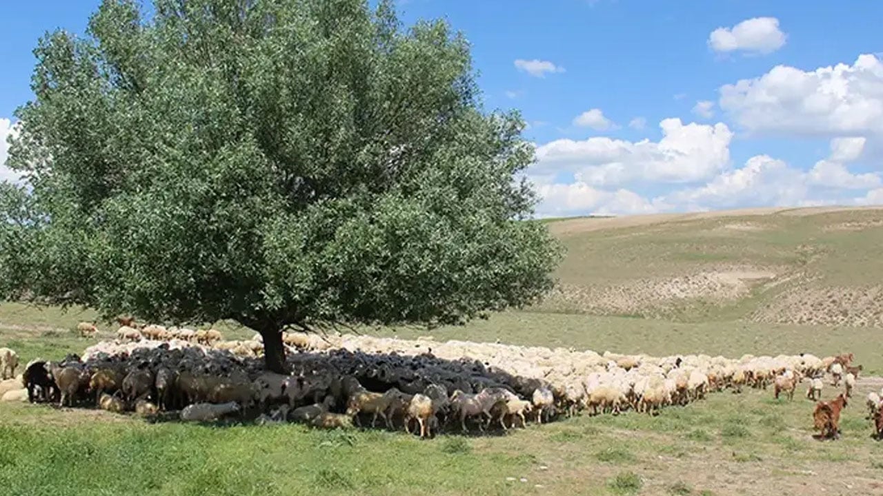 Foto - Sosyal medya ikiye bölündü! Genç çobanın kazancını duyan şaştı! 