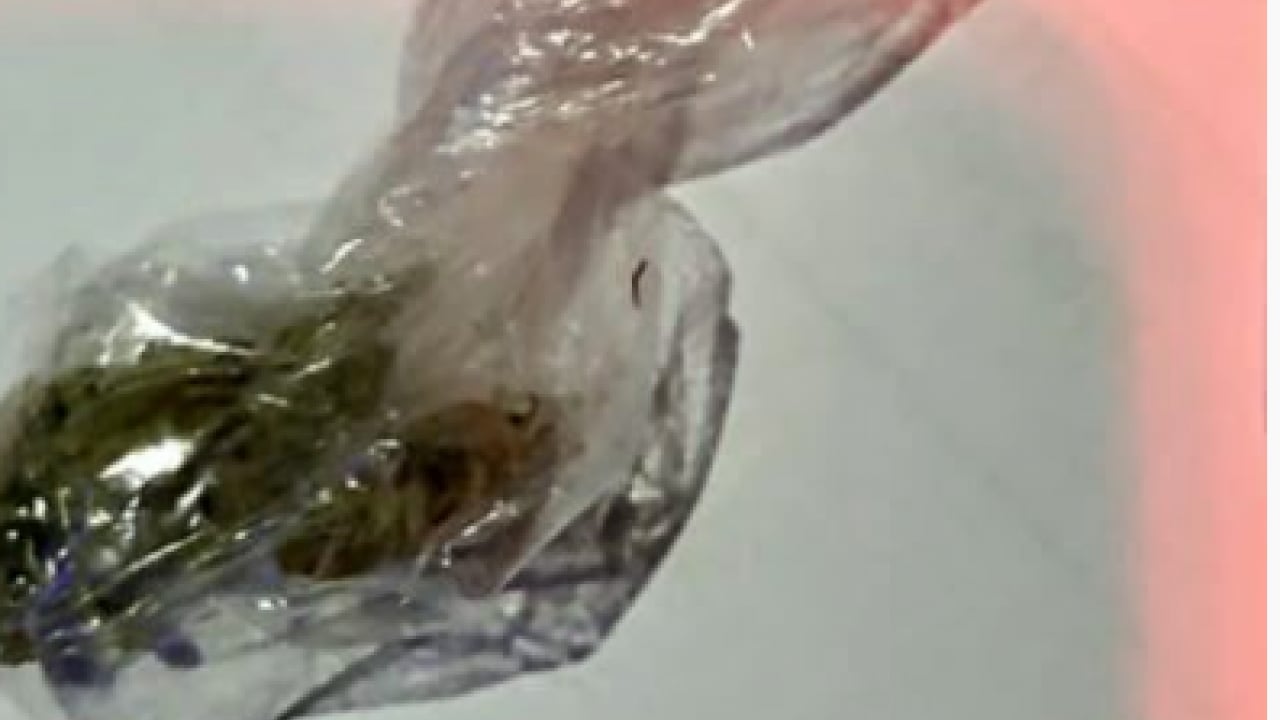 Foto - Sözde ünlülerin evinden neler çıktı neler! Bunlar mı topluma örnek olacak?