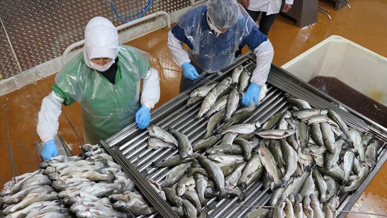 Foto - Su ürünleri ve hayvansal mamulleri ihracatında rekor! 4 milyar doları aştı