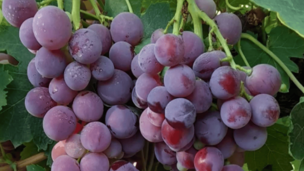 ‘Sultanlara layık’ meyve 40 liradan alıcı buluyor