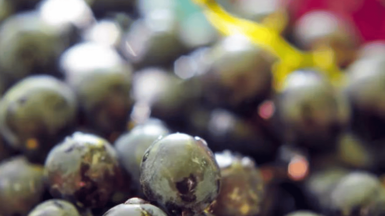 Foto - ‘Sultanlara layık’ meyve 40 liradan alıcı buluyor