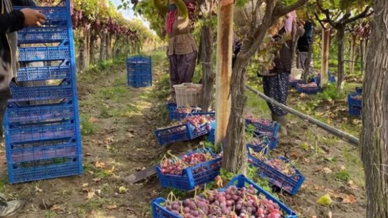Foto - ‘Sultanlara layık’ meyve 40 liradan alıcı buluyor