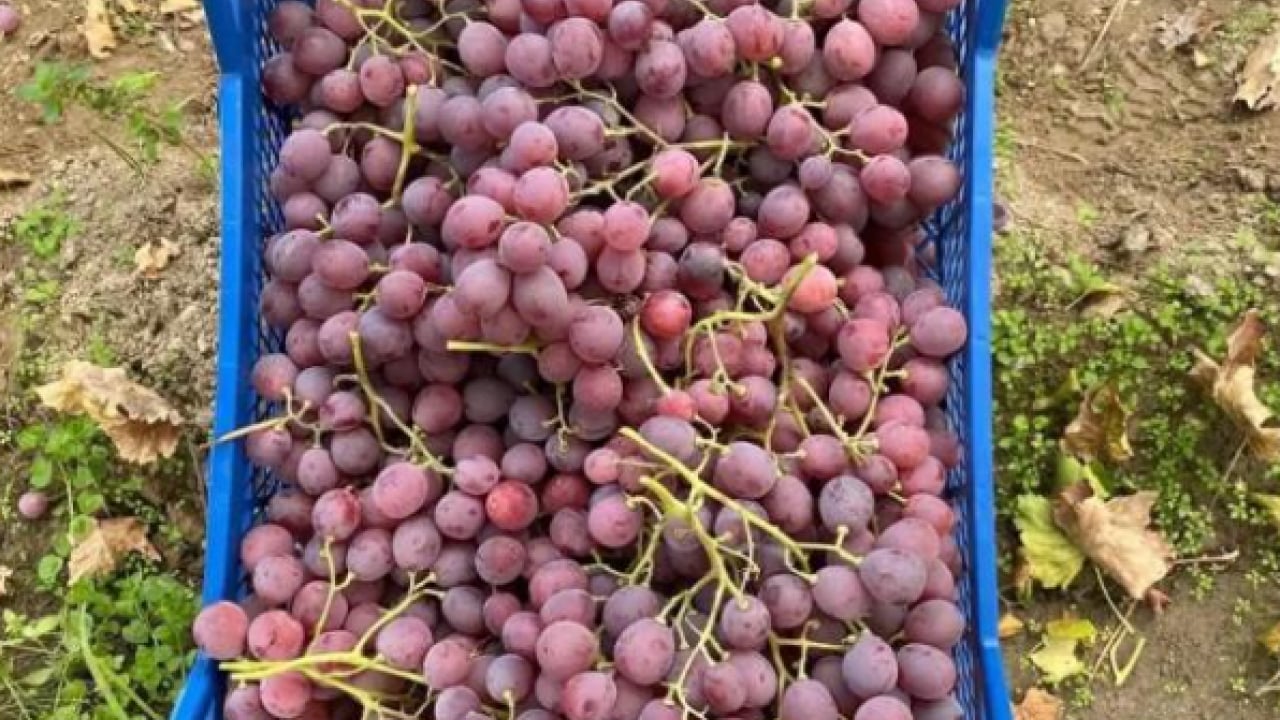 Foto - ‘Sultanlara layık’ meyve 40 liradan alıcı buluyor