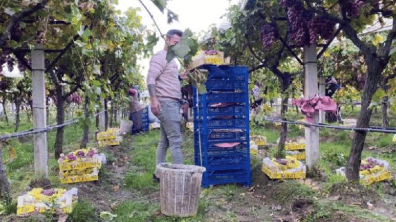 Foto - ‘Sultanlara layık’ meyve 40 liradan alıcı buluyor