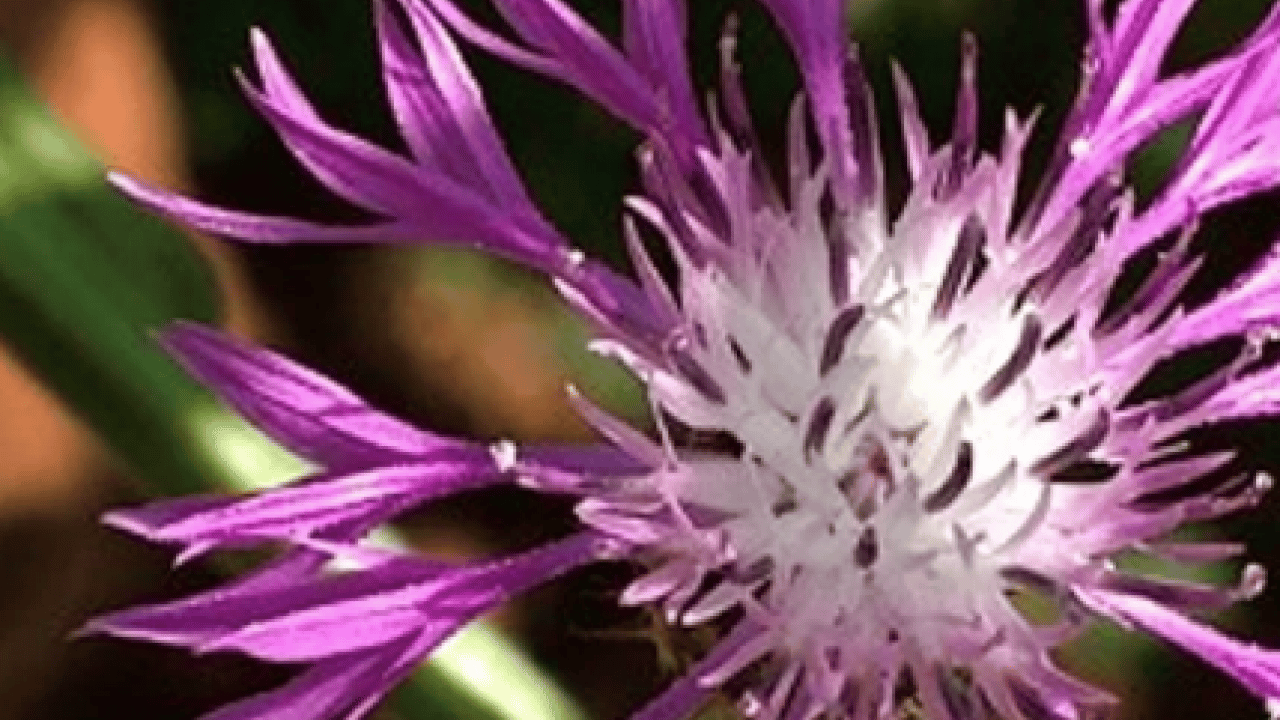 Foto - Süper bitki: Başka örneği yok, sadece Sakarya'da yetişiyor! Faydaları saymakla bitmez! Doğal, bitkisel ürün