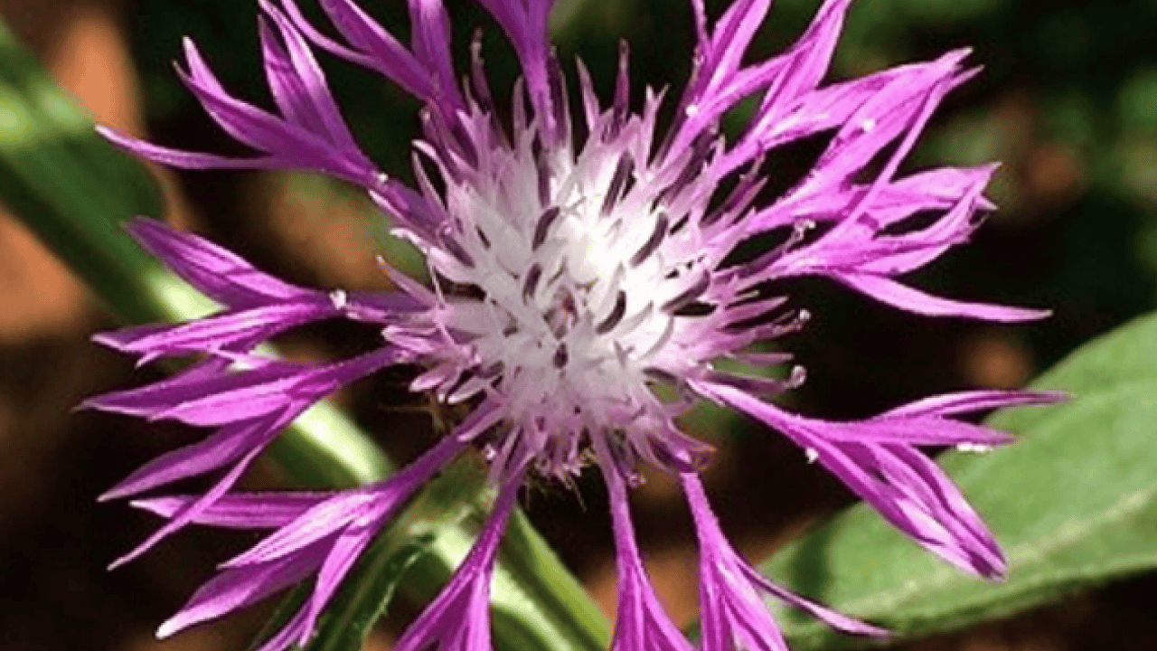 Süper bitki: Başka örneği yok, sadece Sakarya'da yetişiyor! Faydaları saymakla bitmez! Doğal, bitkisel ürün