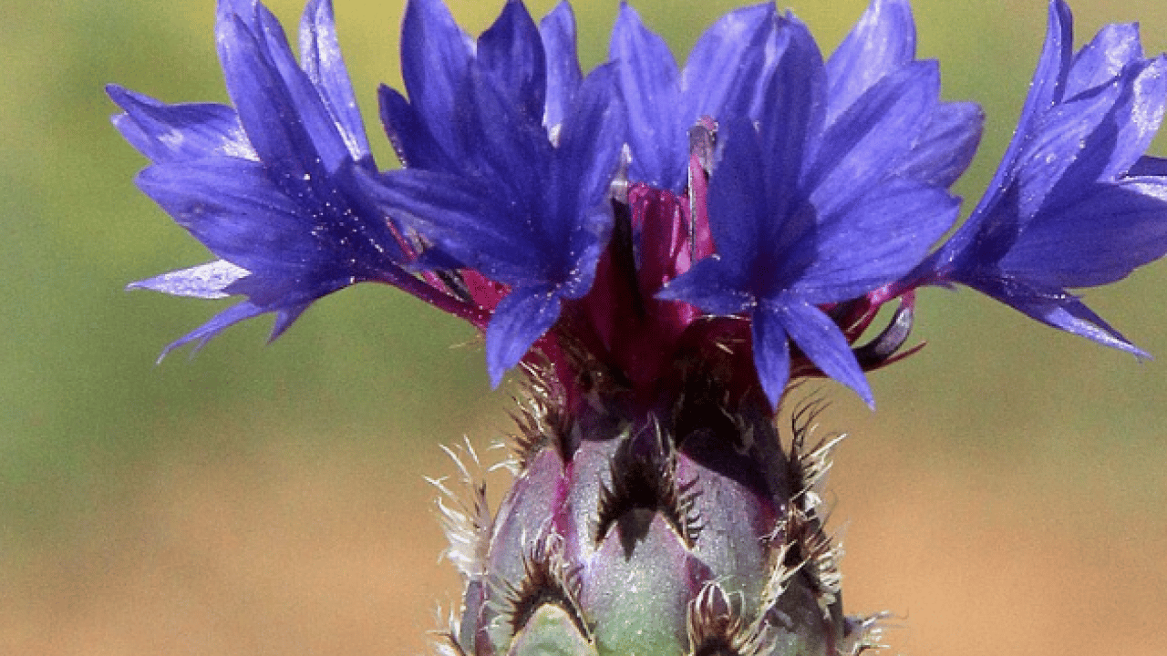 Foto - Süper bitki: Başka örneği yok, sadece Sakarya'da yetişiyor! Faydaları saymakla bitmez! Doğal, bitkisel ürün