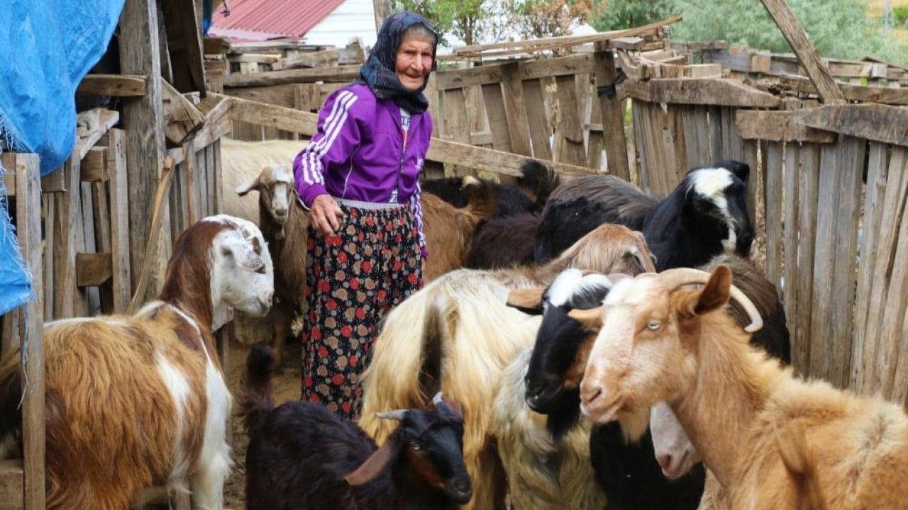 Foto - Süper nine keçilerini bırakmıyor 94 yaşında dağ tepe çobanlık yapıyor