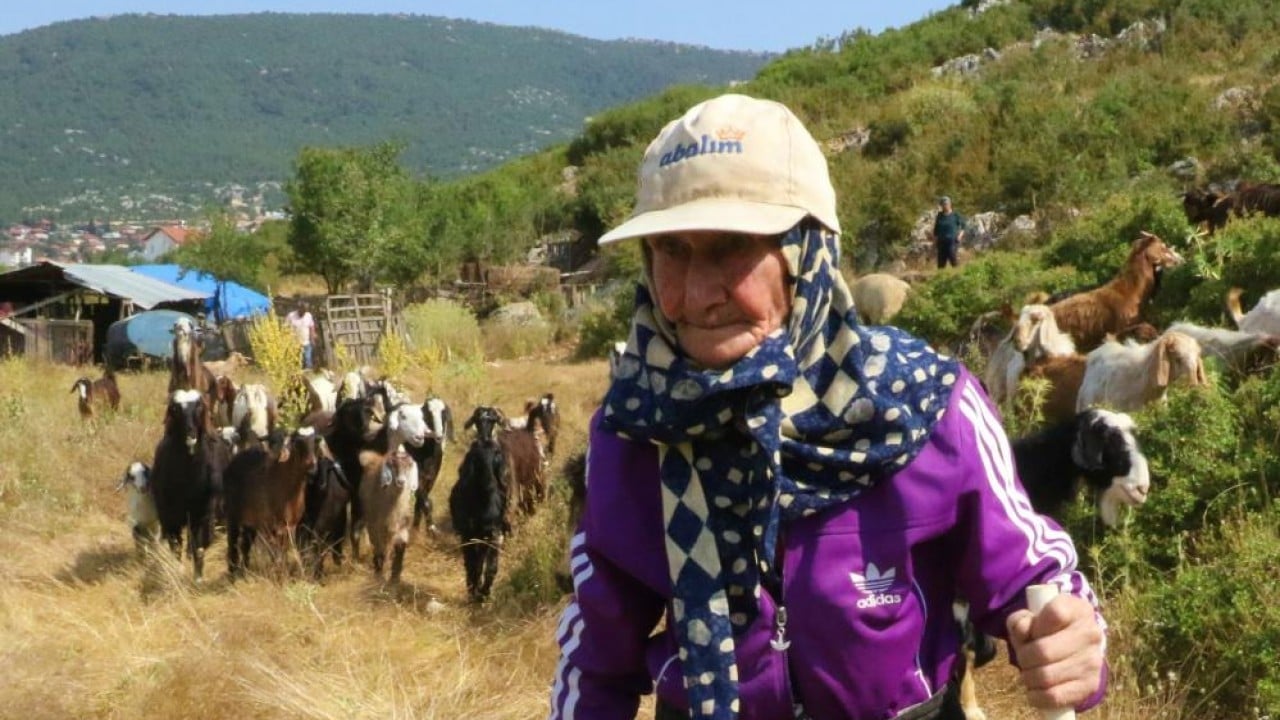 Süper nine keçilerini bırakmıyor 94 yaşında dağ tepe çobanlık yapıyor