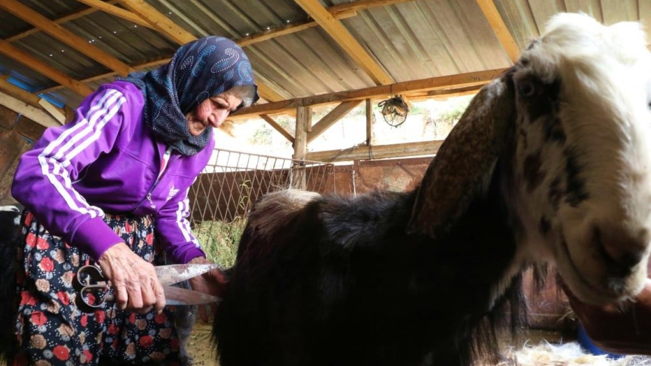 Foto - Süper nine keçilerini bırakmıyor 94 yaşında dağ tepe çobanlık yapıyor
