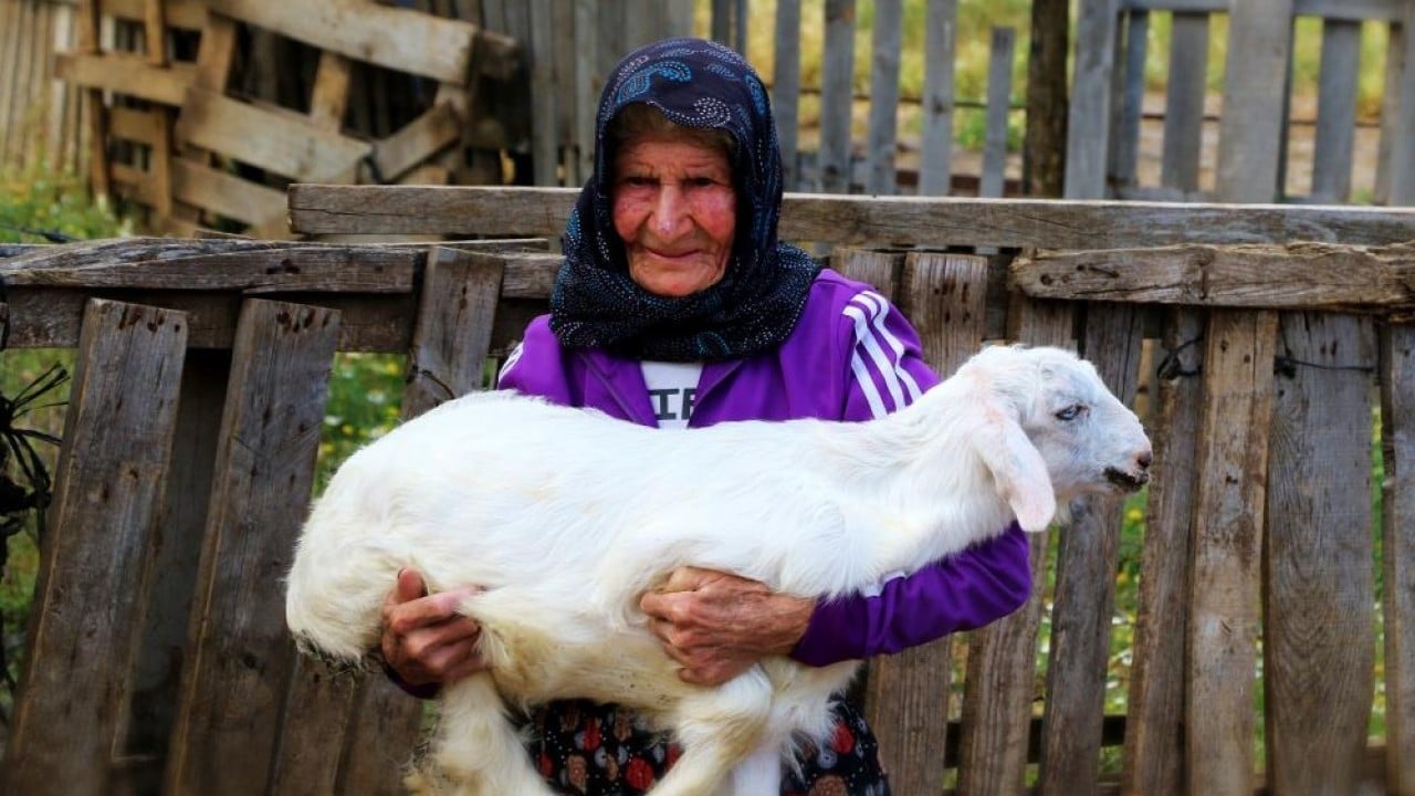 Foto - Süper nine keçilerini bırakmıyor 94 yaşında dağ tepe çobanlık yapıyor