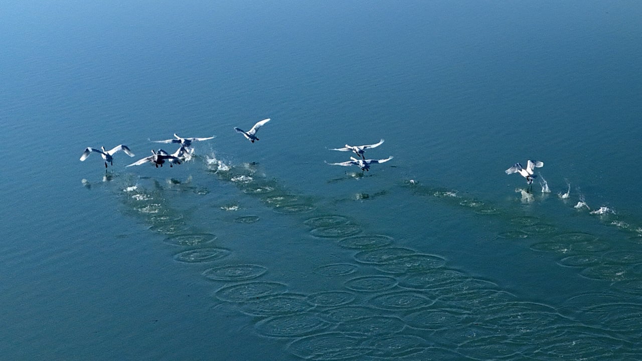 Foto - SüphanAllah! Süphan Dağı manzarasında göz kamaştıran kuğu dansı
