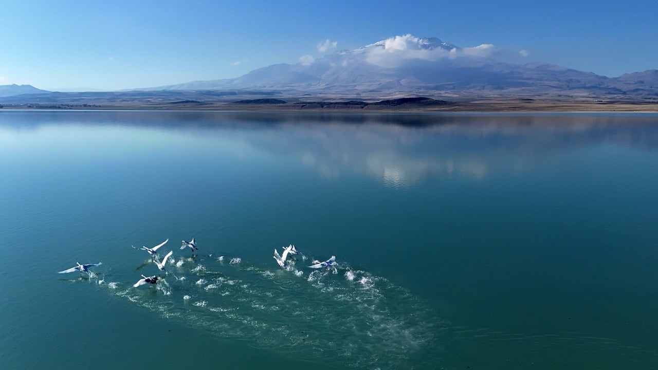 Foto - SüphanAllah! Süphan Dağı manzarasında göz kamaştıran kuğu dansı
