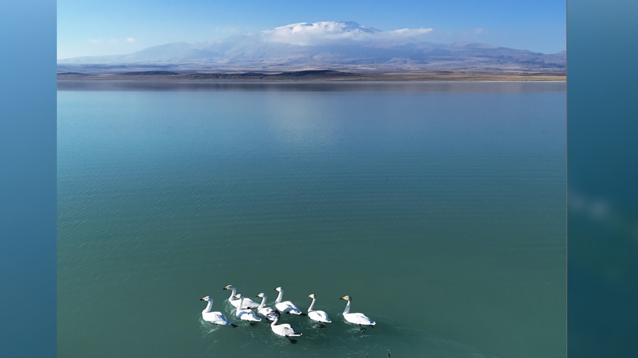 Foto - SüphanAllah! Süphan Dağı manzarasında göz kamaştıran kuğu dansı