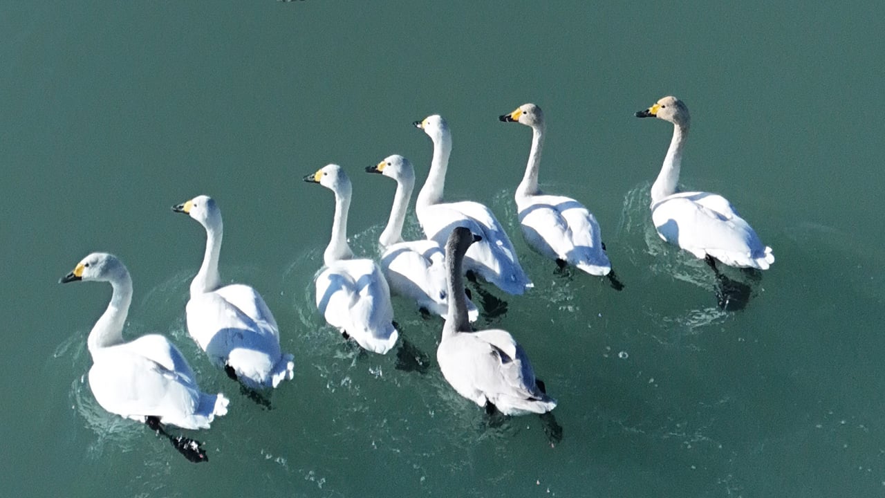 Foto - SüphanAllah! Süphan Dağı manzarasında göz kamaştıran kuğu dansı