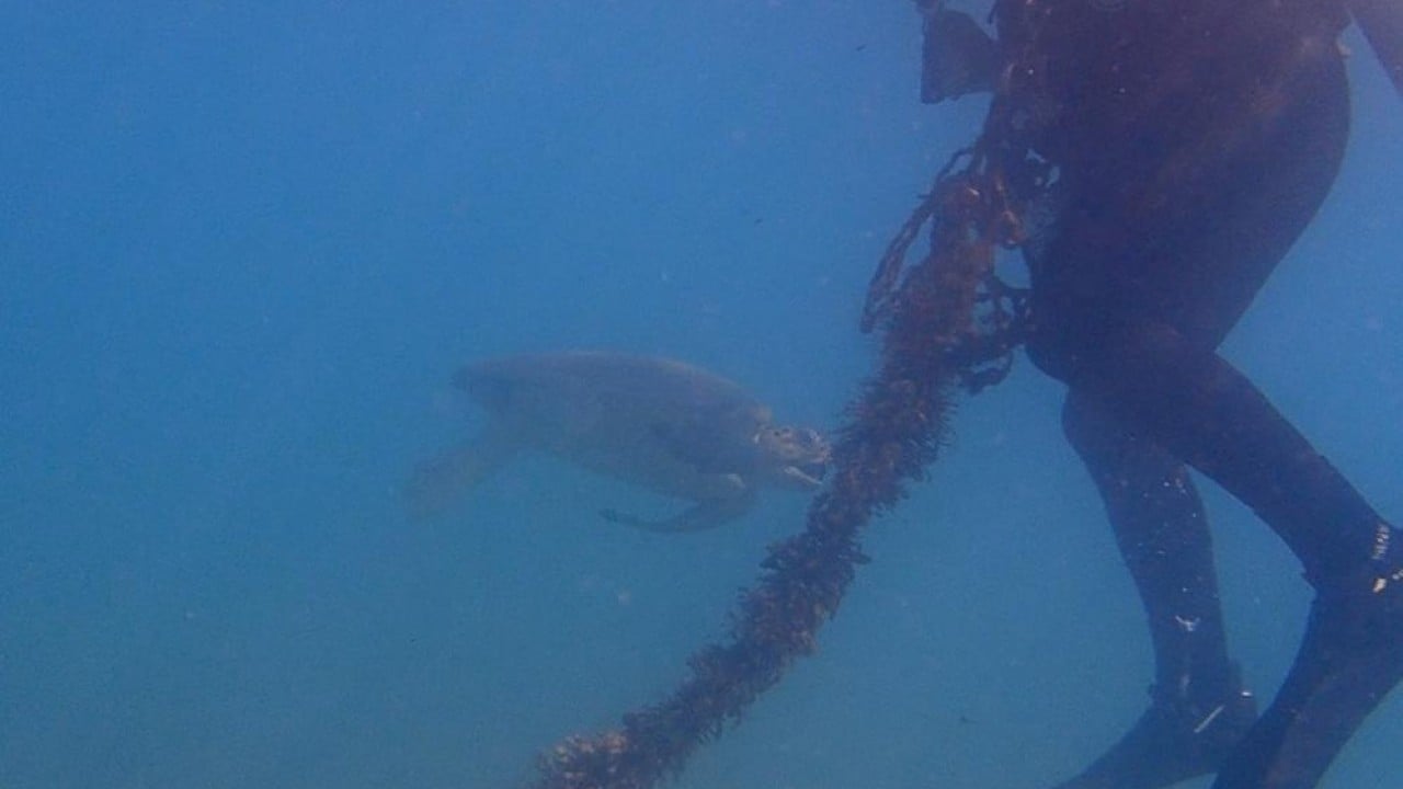 Foto - Sürekli devriye halindeler Onlar için denizin altı üstü fark etmiyor