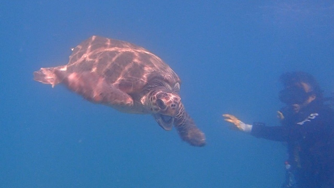 Foto - Sürekli devriye halindeler Onlar için denizin altı üstü fark etmiyor