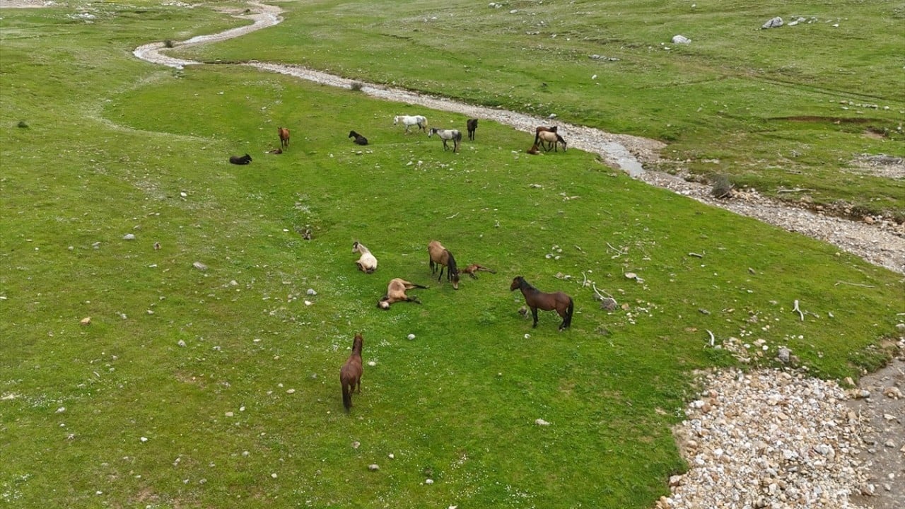 Foto - Sürüler halinde dolaşıyorlar! Eynif Ovası'nın yılkı atları böyle görüntülendi 