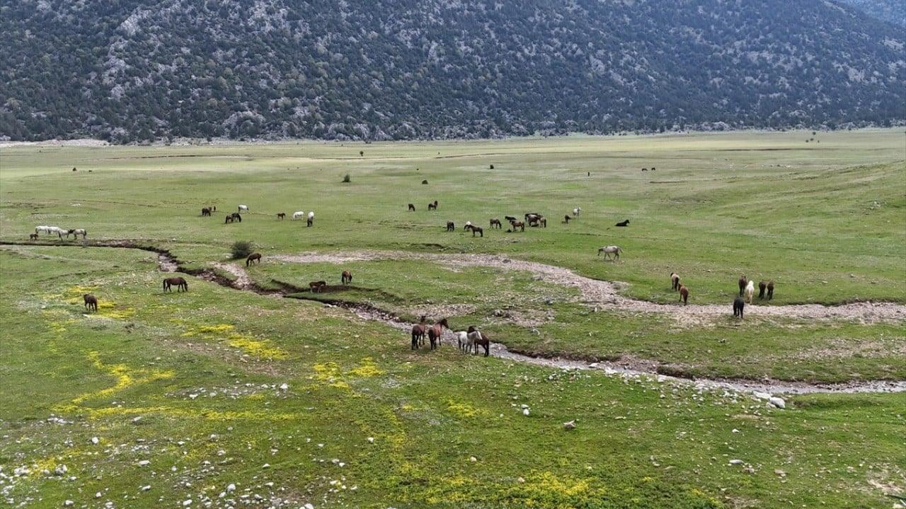Foto - Sürüler halinde dolaşıyorlar! Eynif Ovası'nın yılkı atları böyle görüntülendi 