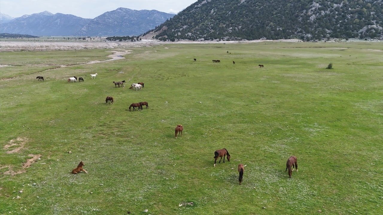 Foto - Sürüler halinde dolaşıyorlar! Eynif Ovası'nın yılkı atları böyle görüntülendi 