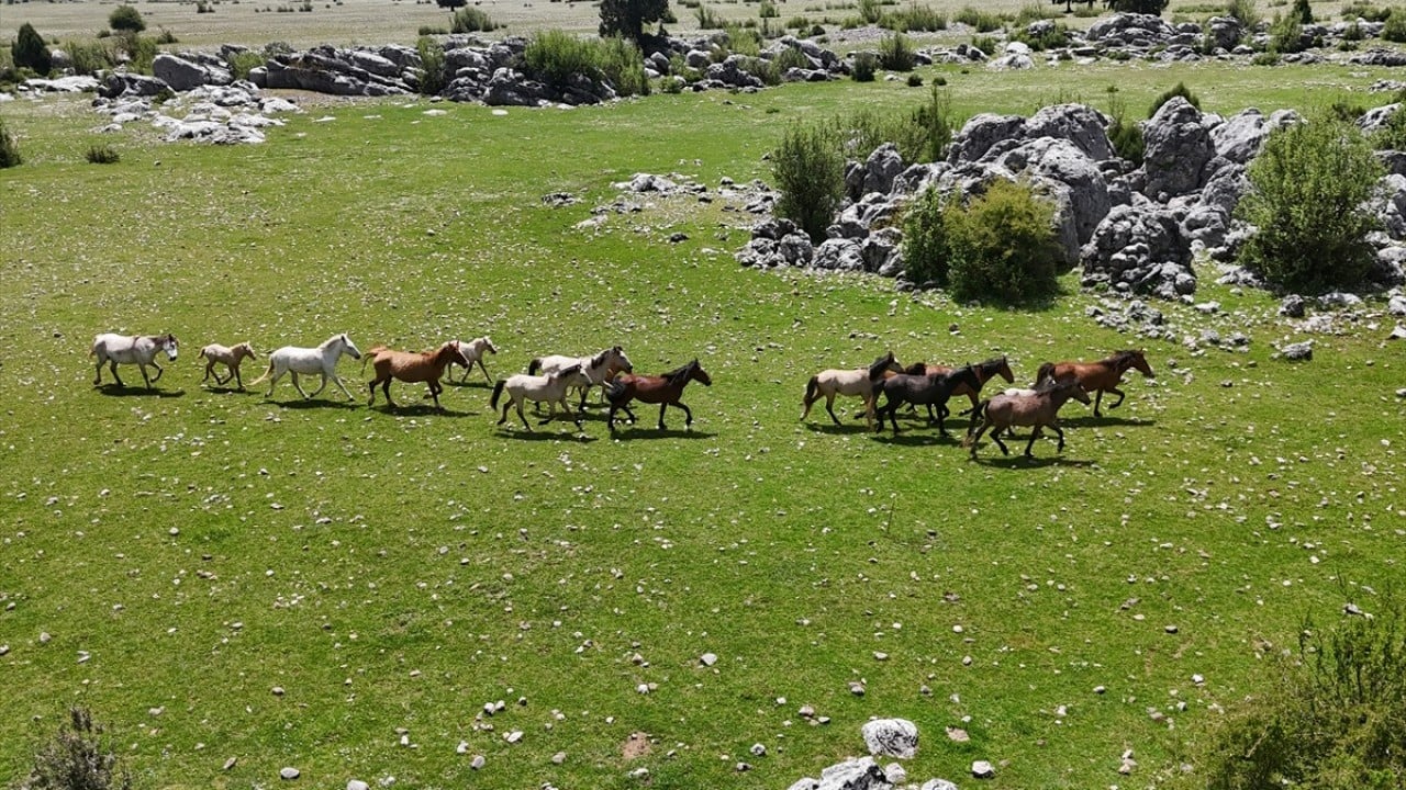 Foto - Sürüler halinde dolaşıyorlar! Eynif Ovası'nın yılkı atları böyle görüntülendi 