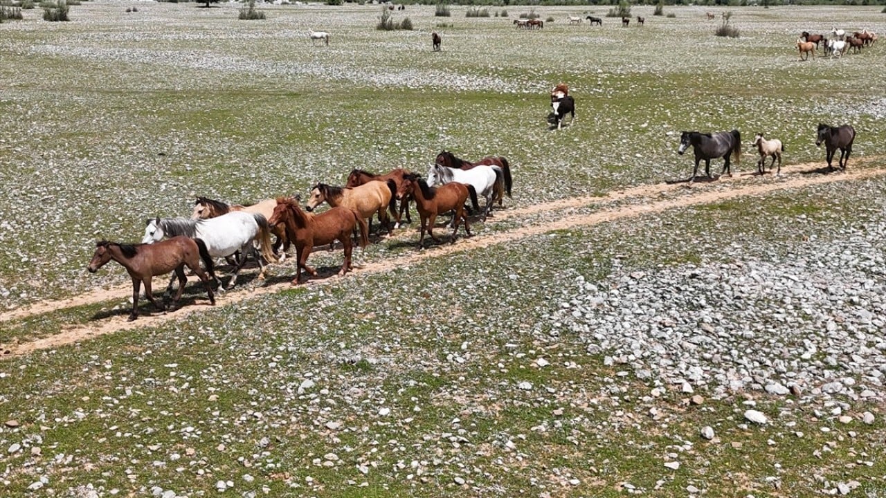 Foto - Sürüler halinde dolaşıyorlar! Eynif Ovası'nın yılkı atları böyle görüntülendi 