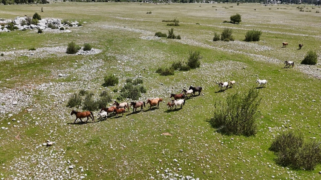 Foto - Sürüler halinde dolaşıyorlar! Eynif Ovası'nın yılkı atları böyle görüntülendi 