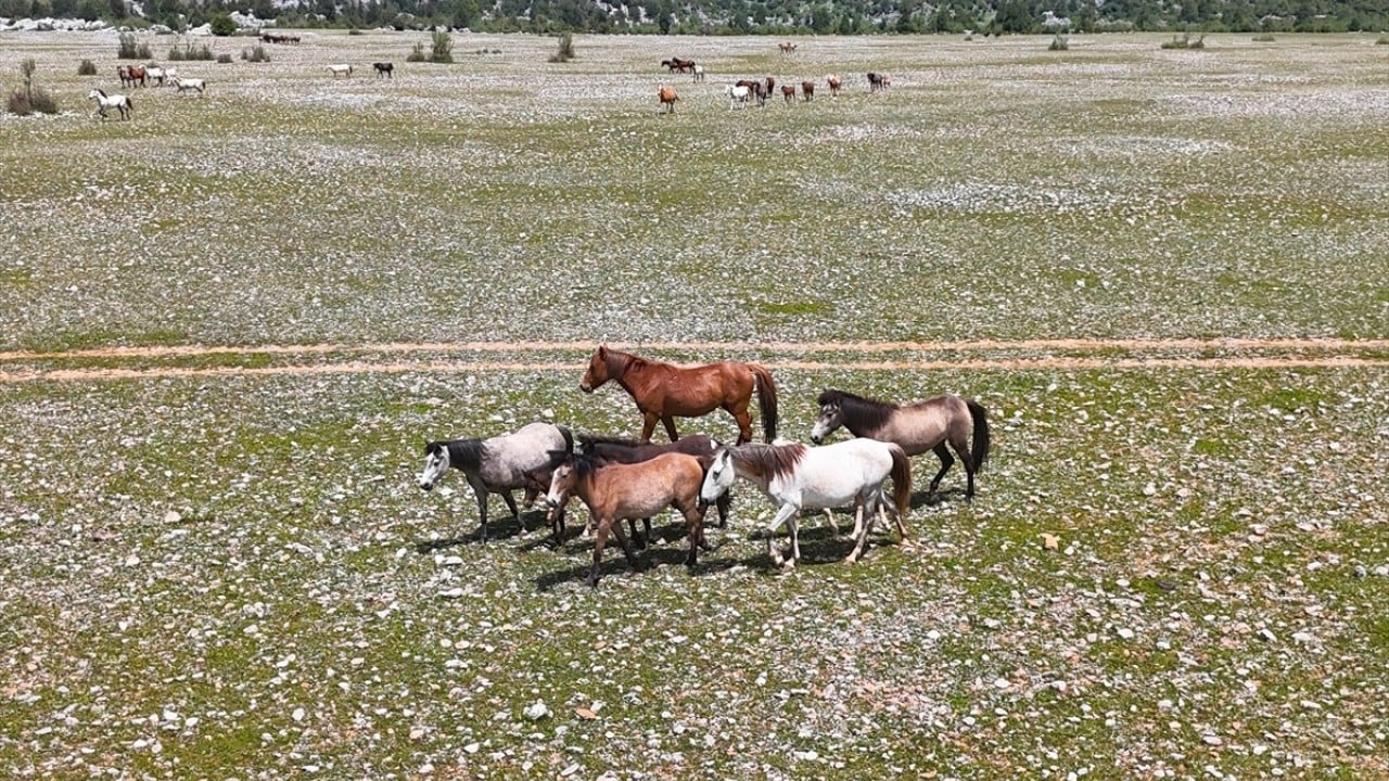 Foto - Sürüler halinde dolaşıyorlar! Eynif Ovası'nın yılkı atları böyle görüntülendi 
