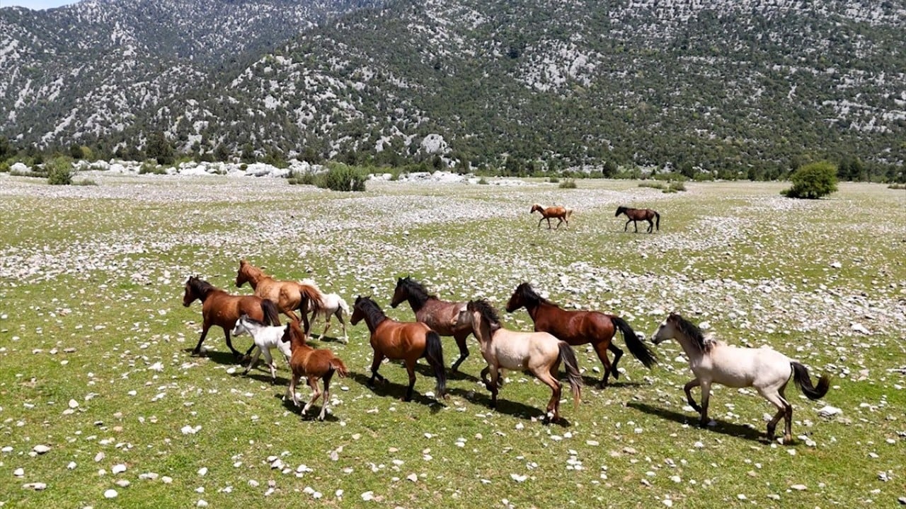 Foto - Sürüler halinde dolaşıyorlar! Eynif Ovası'nın yılkı atları böyle görüntülendi 