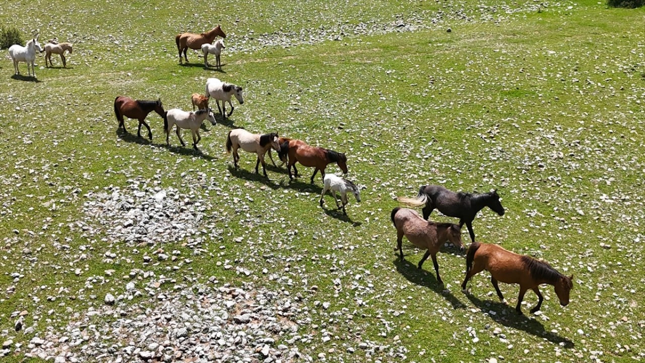 Foto - Sürüler halinde dolaşıyorlar! Eynif Ovası'nın yılkı atları böyle görüntülendi 