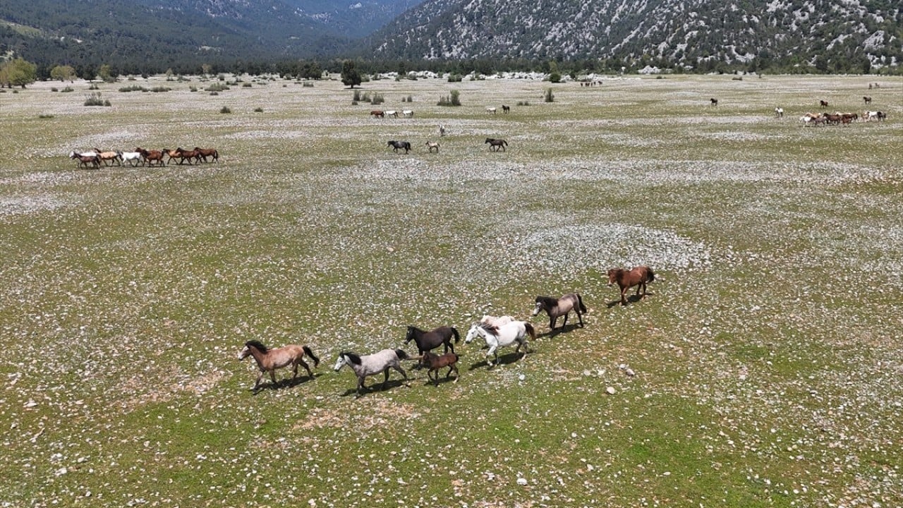 Foto - Sürüler halinde dolaşıyorlar! Eynif Ovası'nın yılkı atları böyle görüntülendi 