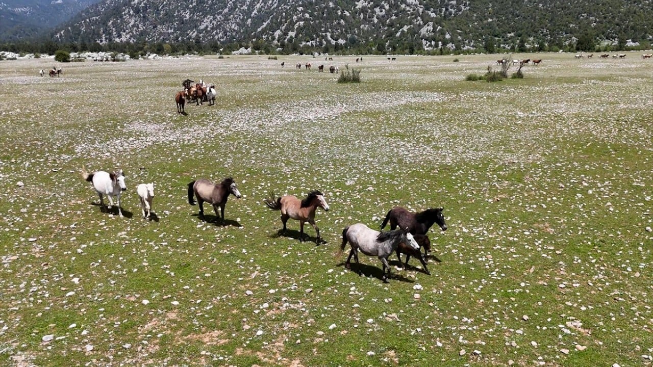 Foto - Sürüler halinde dolaşıyorlar! Eynif Ovası'nın yılkı atları böyle görüntülendi 