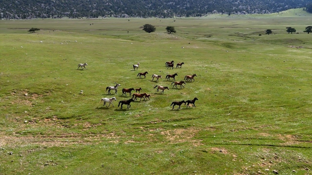 Foto - Sürüler halinde dolaşıyorlar! Eynif Ovası'nın yılkı atları böyle görüntülendi 