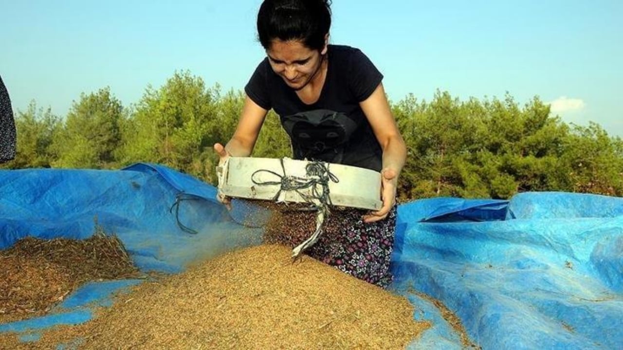 Sütten tam 10 kat daha faydalı! Sadece bir kaşığı kemikleri beton gibi yapıp damar sertliğini silip atıyor