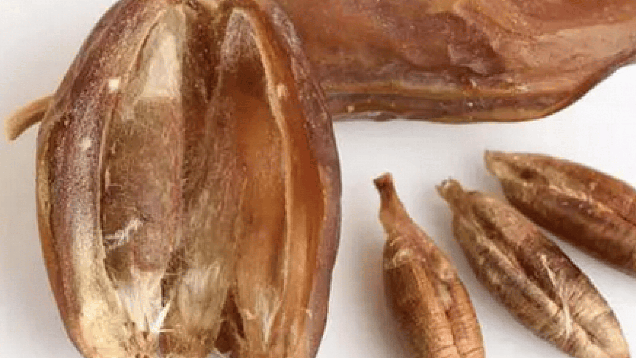 Foto - Suudi Arabistan ana vatanı... Orucu hurmayla açmanın faydası ne olabilir? Uzmana kulak verin... 