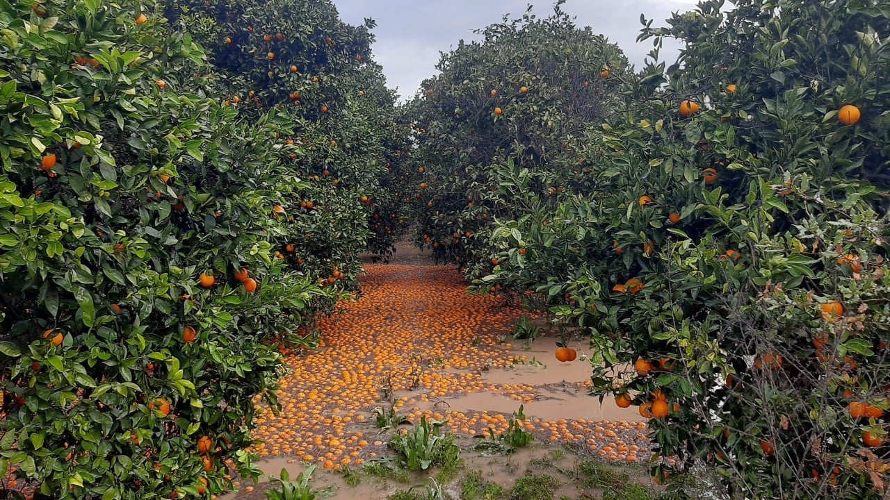 Foto - Tabiatın dengesini bozduk 1 sene kurak 1 sene yağış